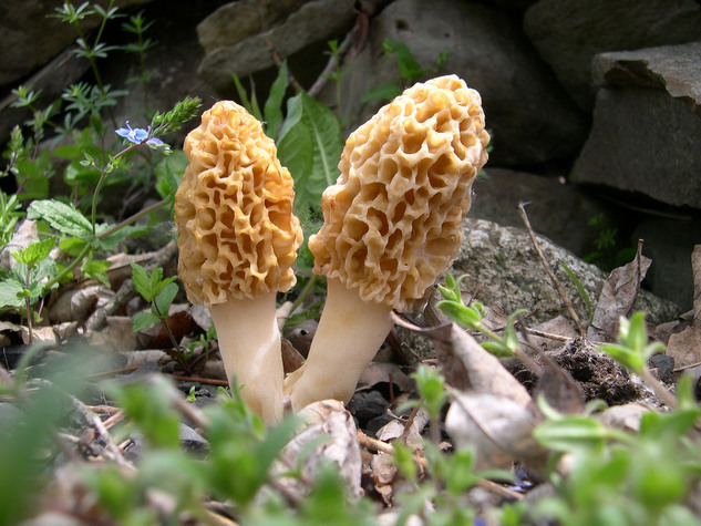 Two Yellow Morels