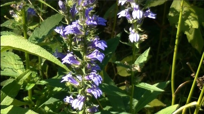 Blue Lobelia Flower Spike
