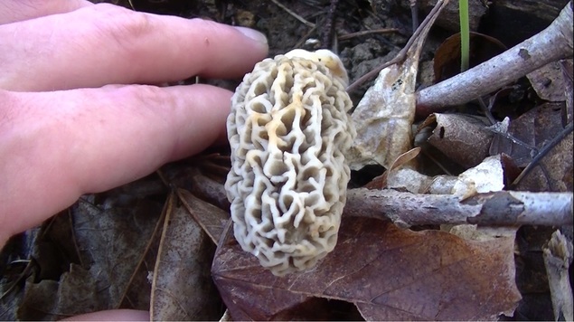 Gray Morel Mushroom Indiana