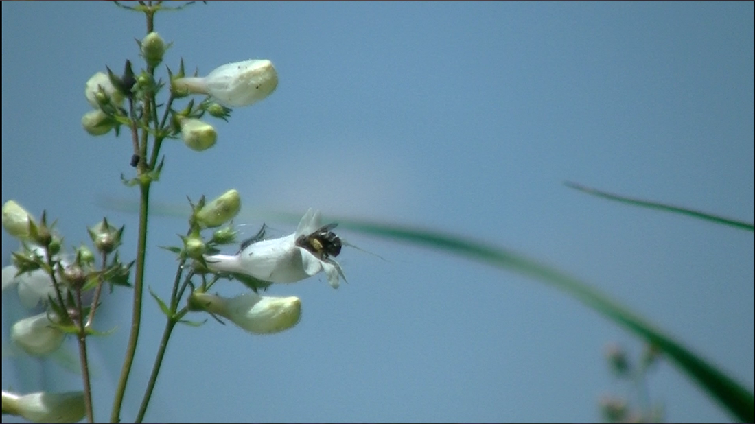 Bee pollenating Skullcap